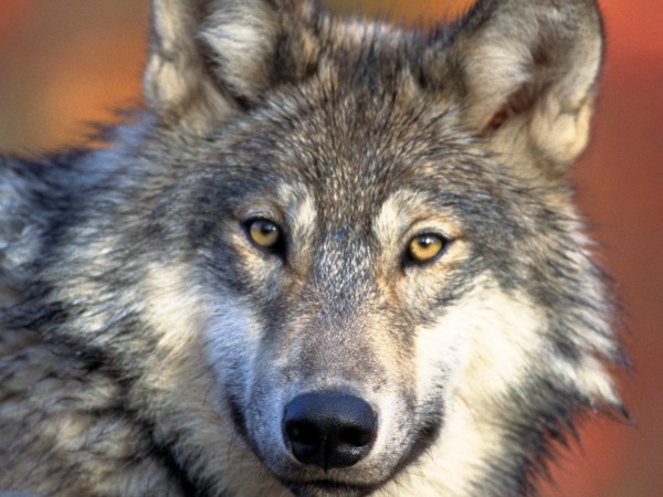 As a wolf in a&nbsp;relationship