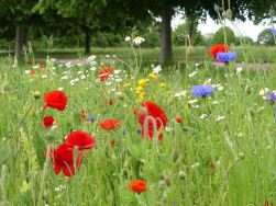 apeter-fleming-2nc3hem3km0-unsplash